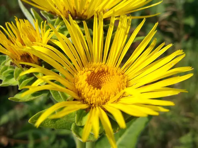 Helenio o énula (Inula helenium)